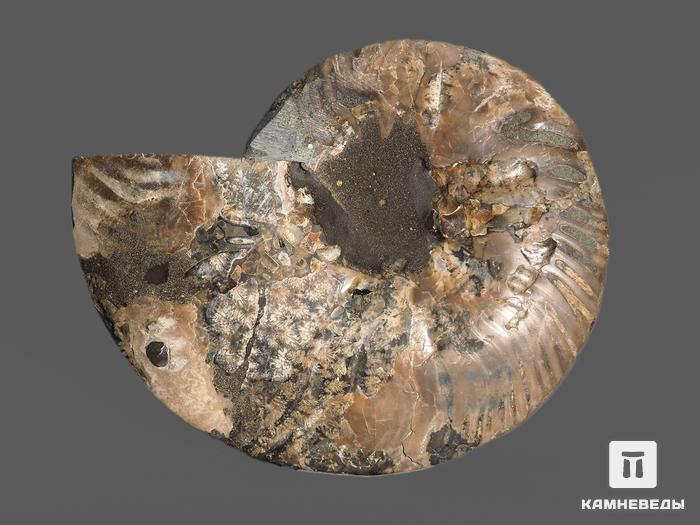 Аммонит Cleoniceras sp., полированный срез 12,4х10х1,3 см, 12961, фото 2