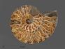 Аммонит Cleoniceras sp., полированный срез 12,4х10х1,3 см, 12961, фото 1