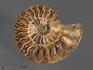 Аммонит Cleoniceras sp., полированный срез 15,5х13,5х1,7 см, 7010, фото 1