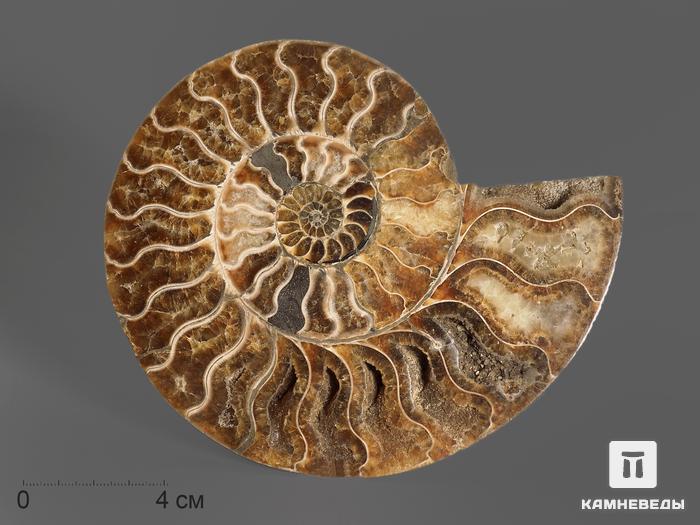 Аммонит Cleoniceras sp., полированный срез 15,5х13,5х1,7 см, 7010, фото 1