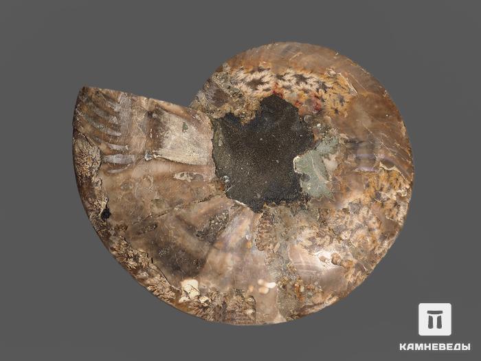 Аммонит Cleoniceras sp., полированный срез 15,5х13,5х1,7 см, 7010, фото 2