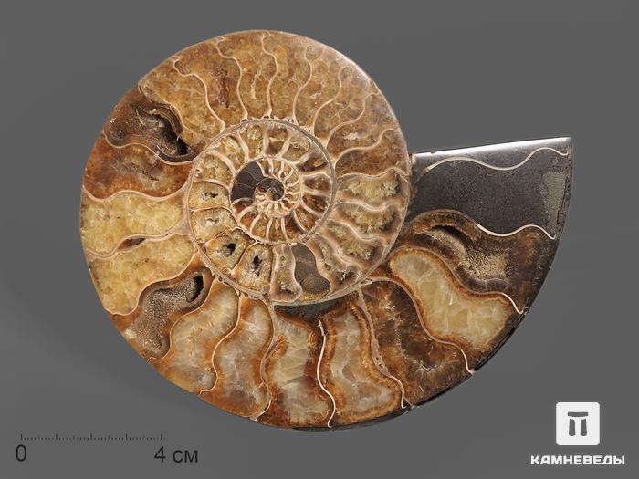 Аммонит Cleoniceras sp., полированный срез 16х13,5х2 см, 12963, фото 1