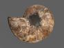 Аммонит Cleoniceras sp., полированный срез 16х13,5х2 см, 12963, фото 2