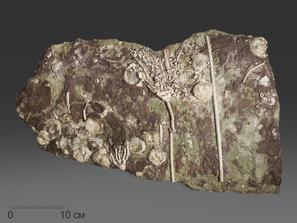 Морские лилии (криноидеи), Брахиоподы. Ископаемые морские лилии на плите с брахиоподами и мшанками, 55х32х3 см