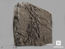 Бурые водоросли Phaeophyceae, 13х10х2 см