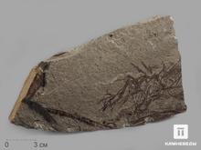 Бурые водоросли Phaeophyceae, 21х12,3х2,2 см
