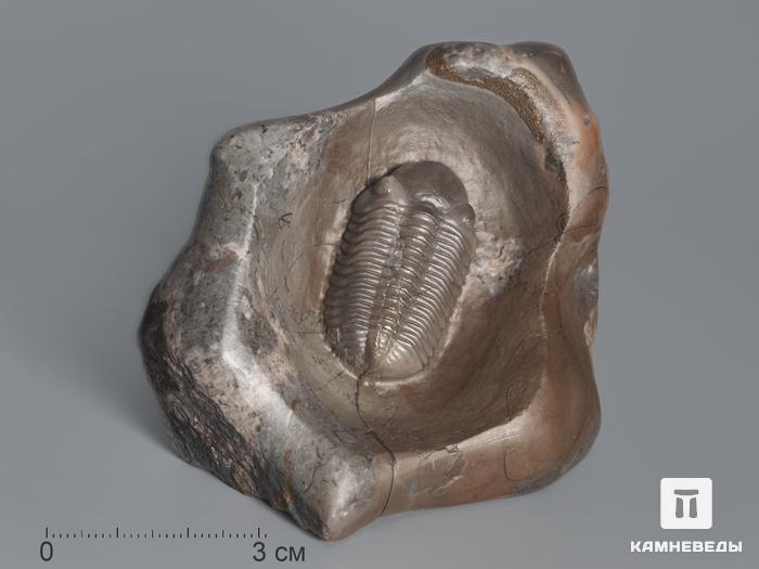 Трилобит Phacops sp. на породе, 6,7х5,8х4,1 см, 14322, фото 1