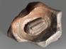 Трилобит Phacops sp. на породе, 6,7х5,8х4,1 см, 14322, фото 2