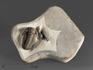 Трилобит Gerastos marocensis, 4,8х4,4х1,9 см, 14323, фото 1