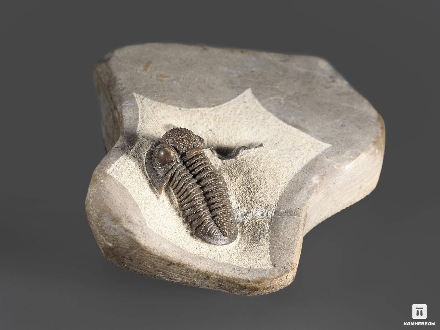 Трилобит Gerastos marocensis, 4,8х4,4х1,9 см, 14323, фото 2