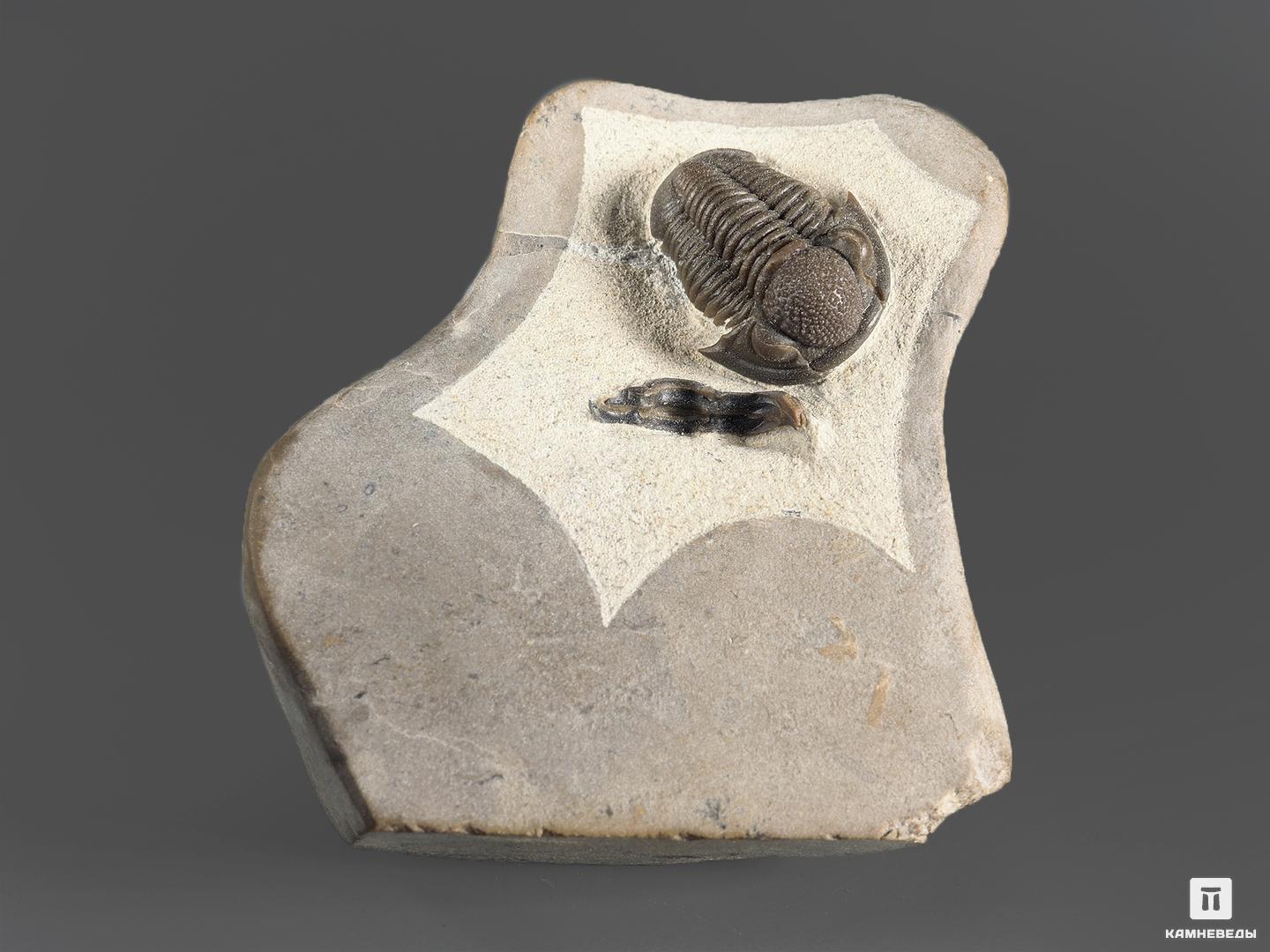 Трилобит Gerastos marocensis, 4,8х4,4х1,9 см, 14323, фото 3