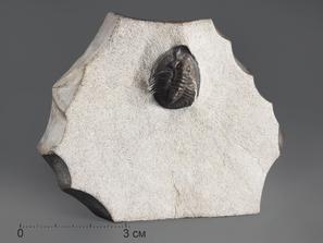 Трилобит Tropidocoryphe amuri, 7х5,5х1,8 см