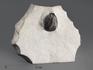 Трилобит Tropidocoryphe amuri, 7х5,5х1,8 см, 14324, фото 1