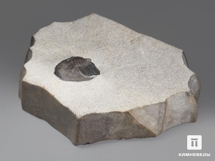 Трилобит Tropidocoryphe amuri, 7х5,5х1,8 см, 14324, фото 2
