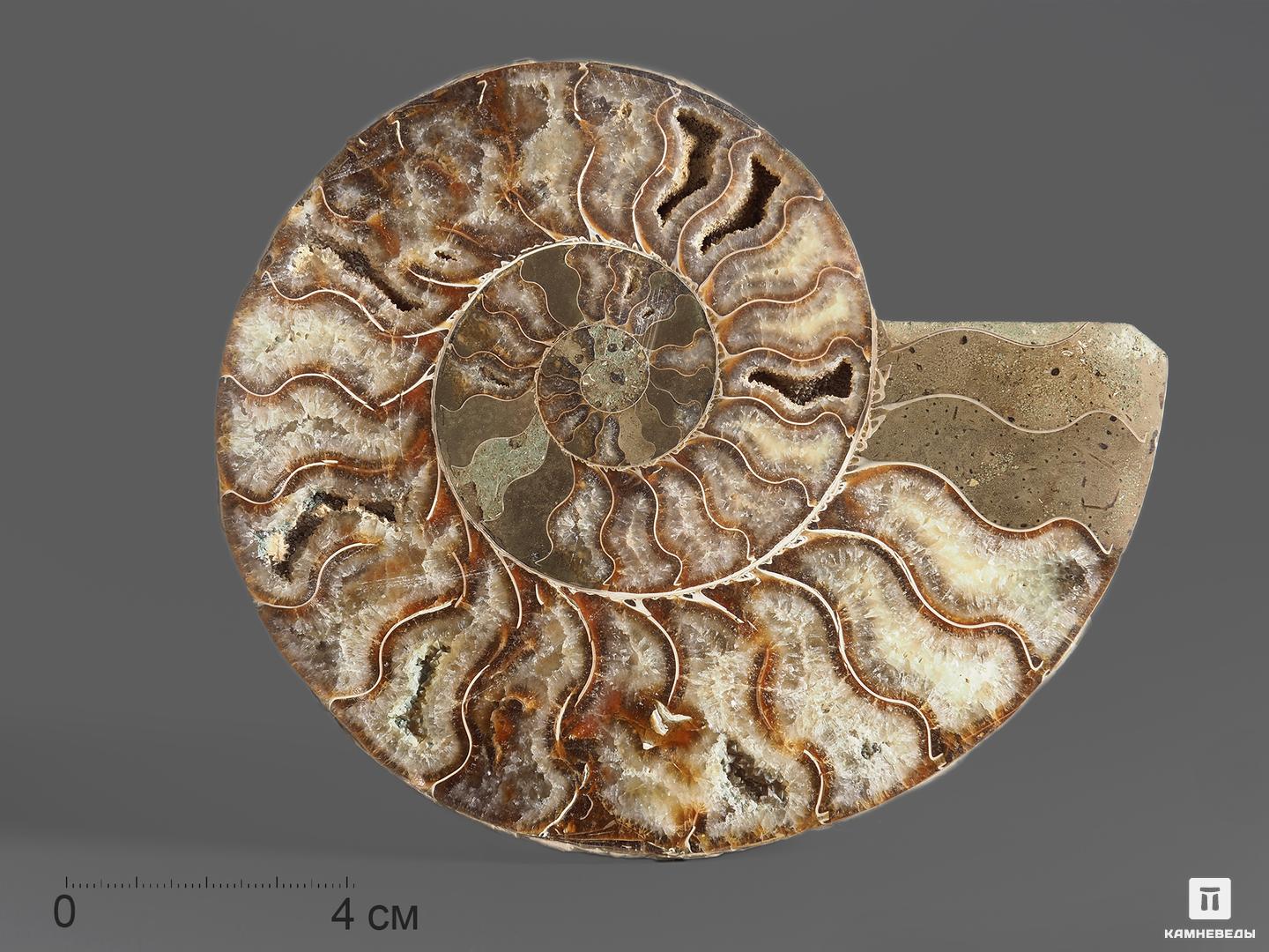 Аммонит Cleoniceras sp. с перламутром, полированный срез 14х11,3х1,7 см, 12962, фото 1