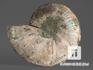 Аммонит Cleoniceras sp. с перламутром, полированный срез 14х11,3х1,7 см, 12962, фото 2