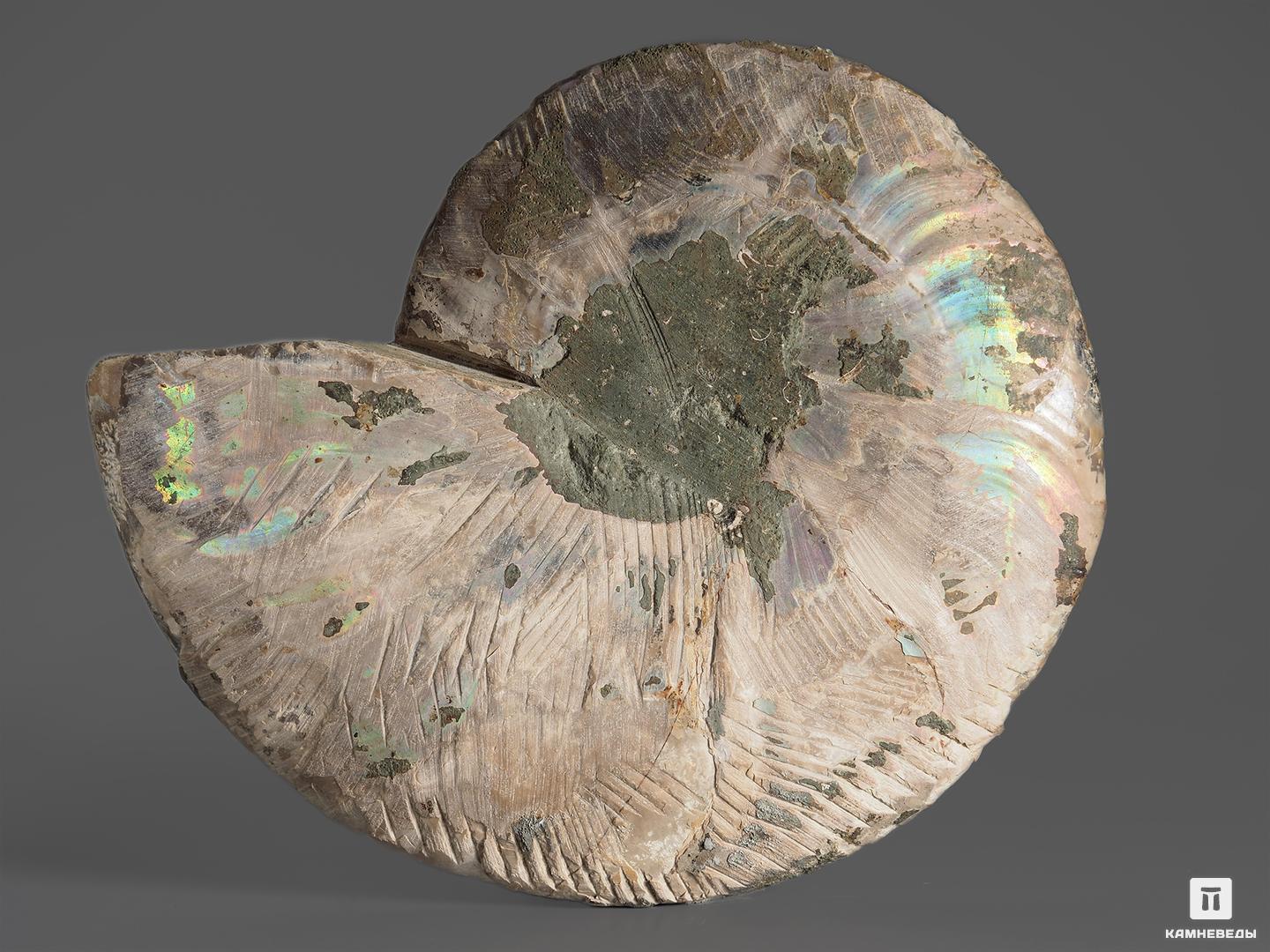 Аммонит Cleoniceras sp. с перламутром, полированный срез 14х11,3х1,7 см, 12962, фото 2