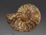 Аммонит Cleoniceras sp., полированный срез 16х12,5х1,6 см, 8-14/10, фото 3