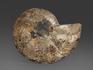 Аммонит Cleoniceras sp., полированный срез 16х12,5х1,6 см, 8-14/10, фото 4