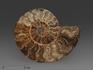 Аммонит Cleoniceras sp., полированный срез 16х12,5х1,6 см, 8-14/10, фото 1