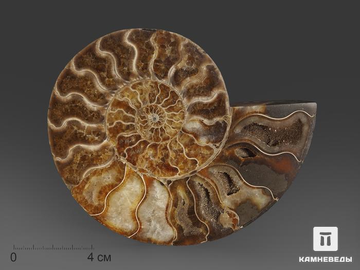 Аммонит Cleoniceras sp., полированный срез 14,2х11х1,6 см, 7006, фото 1