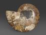 Аммонит Cleoniceras sp., полированный срез 14,2х11х1,6 см, 7006, фото 2