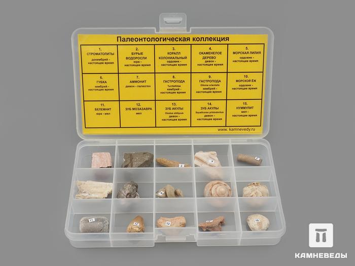 Коллекция палеонтологическая (15 образцов, состав №5), 14524, фото 1