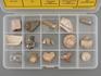 Коллекция палеонтологическая (15 образцов, состав №5), 14524, фото 2
