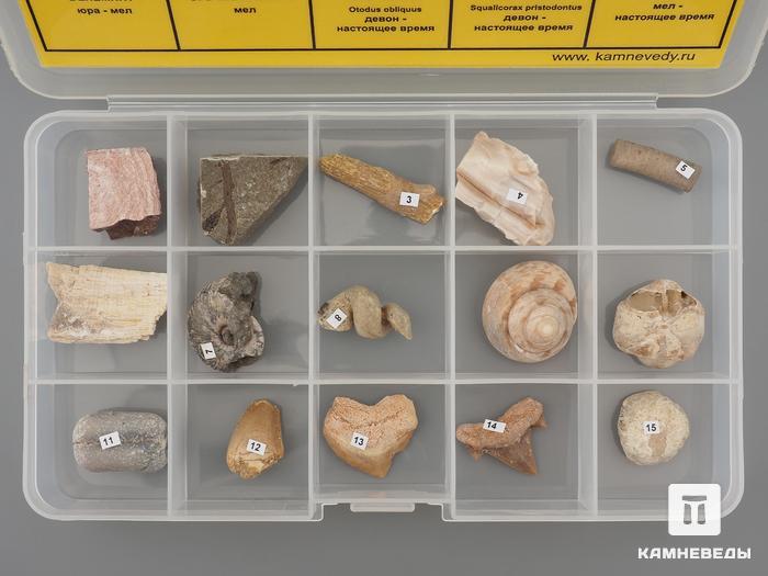 Коллекция палеонтологическая (15 образцов, состав №5), 14524, фото 2