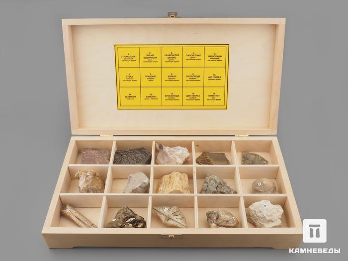 Коллекция палеонтологических образцов (15 образцов, состав №7), 14525, фото 1