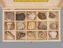 Коллекция палеонтологических образцов (15 образцов, состав №7), 14525, фото 2