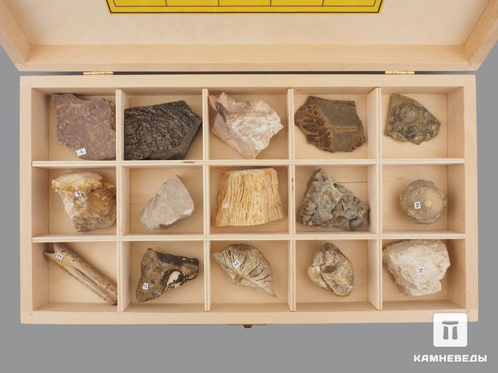 Коллекция палеонтологических образцов (15 образцов, состав №7), 14525, фото 2