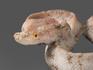 Змея из ангидрита с гипсом, 15х13х3 см, 14500, фото 2