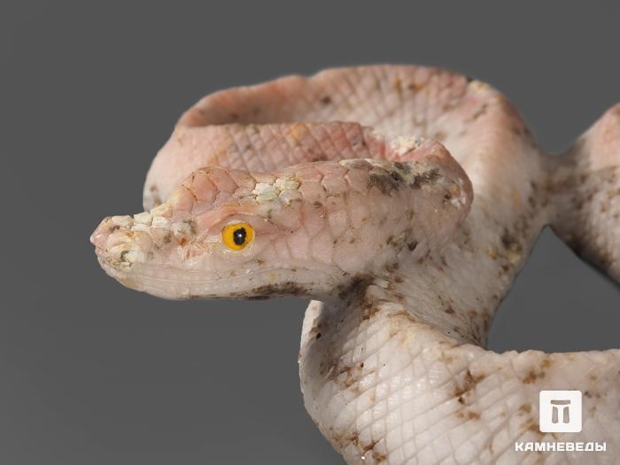 Змея из ангидрита с гипсом, 15х13х3 см, 14500, фото 2