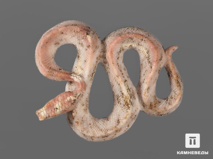 Змея из ангидрита с гипсом, 15х13х3 см, 14500, фото 3