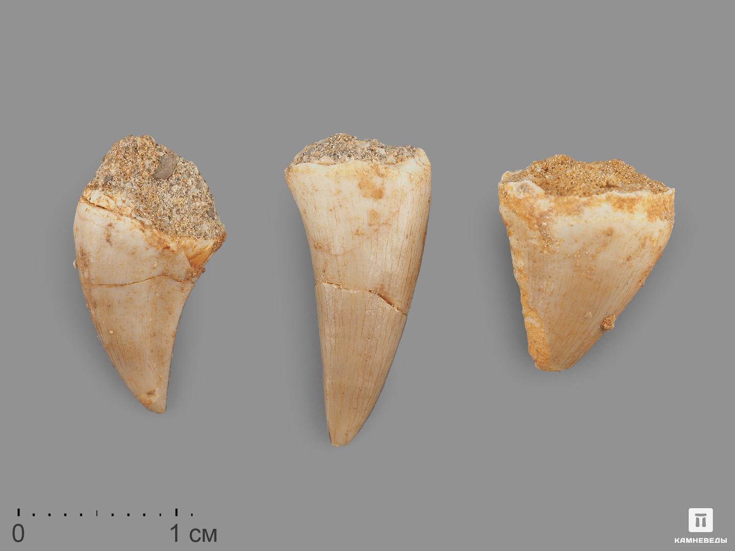 Зуб мозазавра окаменелый (Mosasaurus anceps), 1,5-2 см меловой человек