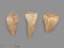 Зуб мозазавра окаменелый (Mosasaurus anceps), 1,5-2 см, 14459, фото 1