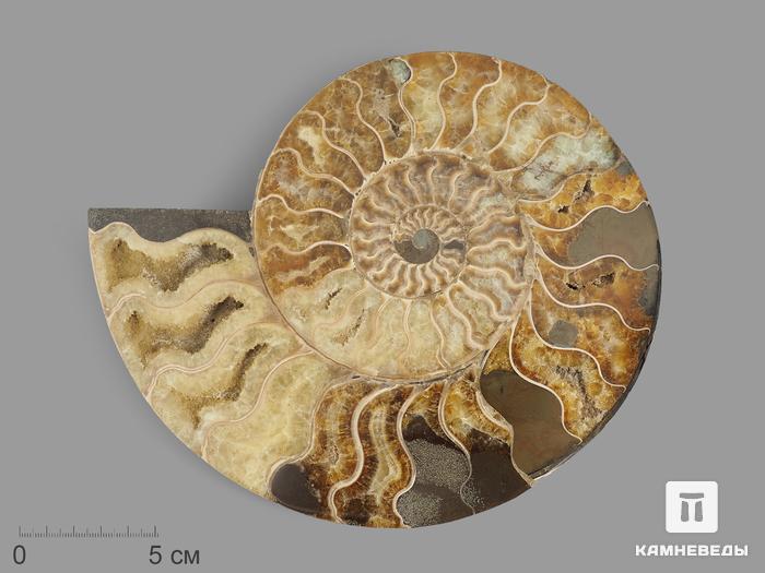 Аммонит Cleoniceras sp., полированный срез 20,5х16,5х2,1 см, 12958, фото 1