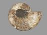 Аммонит Cleoniceras sp., полированный срез 20,5х16,5х2,1 см, 12958, фото 2