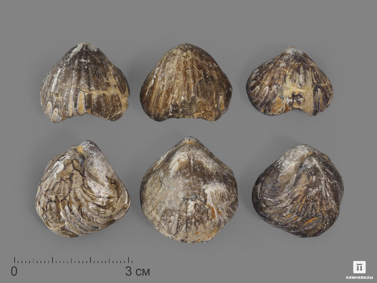 Брахиопода Rhynchonella, 2-3 см, 14680, фото 2