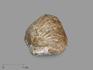 Брахиопода Rhynchonella, 2-3 см, 14680, фото 1