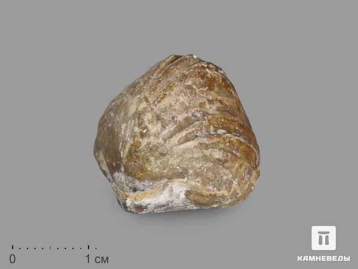 Брахиопода Rhynchonella, 2-3 см, 14680, фото 1