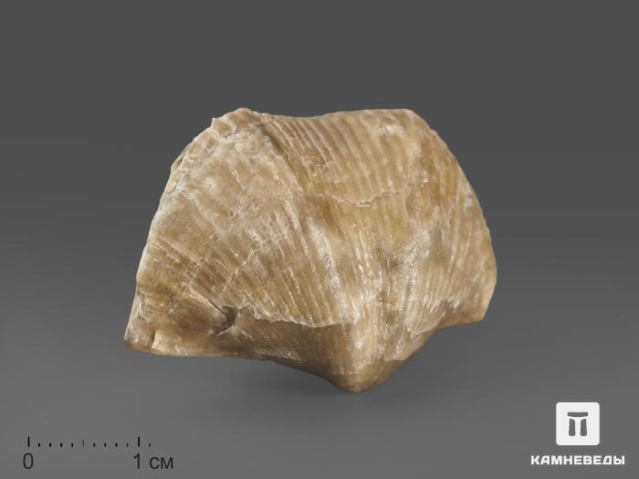 Брахиопода Cyrtospirifer rudkinensis, 4-6 см, 14692, фото 1