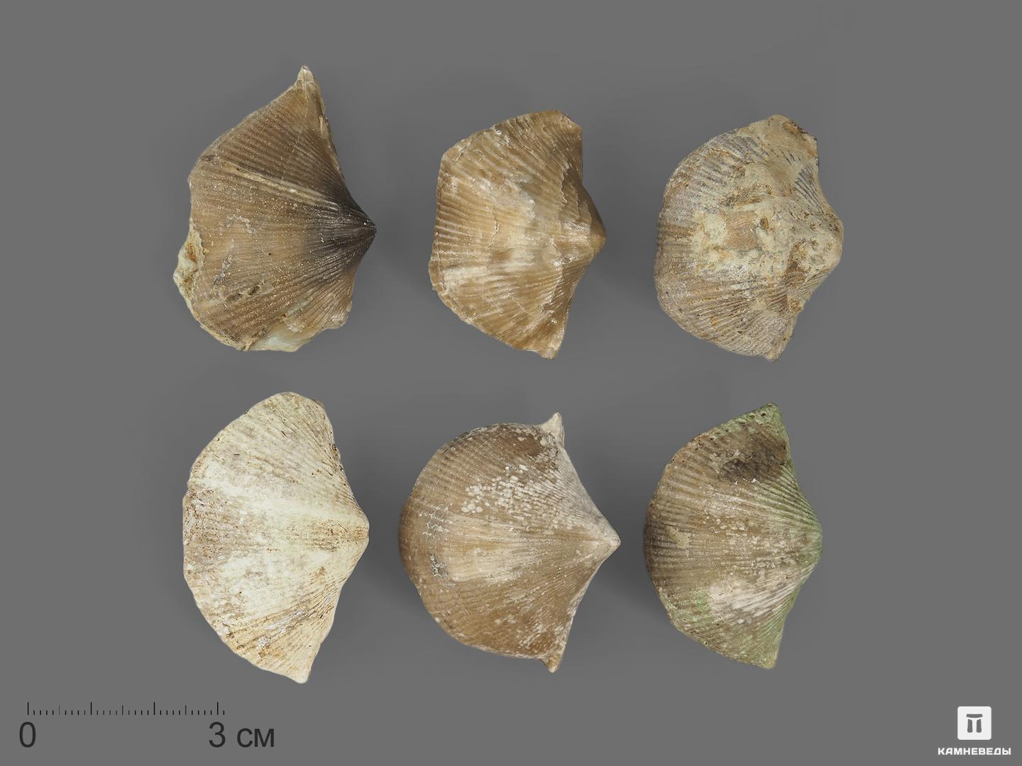 Брахиопода Cyrtospirifer rudkinensis, 4-6 см, 14692, фото 2