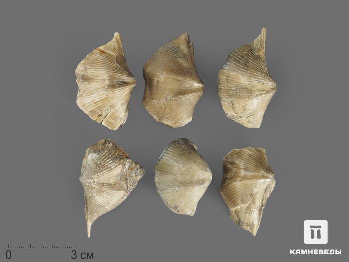 Брахиопода Cyrtospirifer rudkinensis, 3,5-5 см, 14690, фото 2