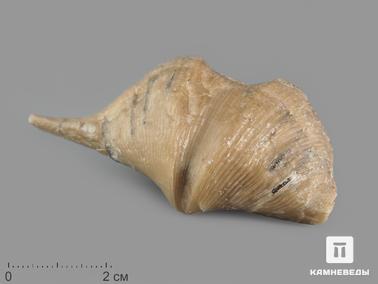 Брахиоподы. Брахиопода Cyrtospirifer rudkinensis, 7х3,5х2,5 см