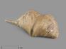 Брахиопода Cyrtospirifer rudkinensis, 7х3,5х2,5 см, 11150, фото 1