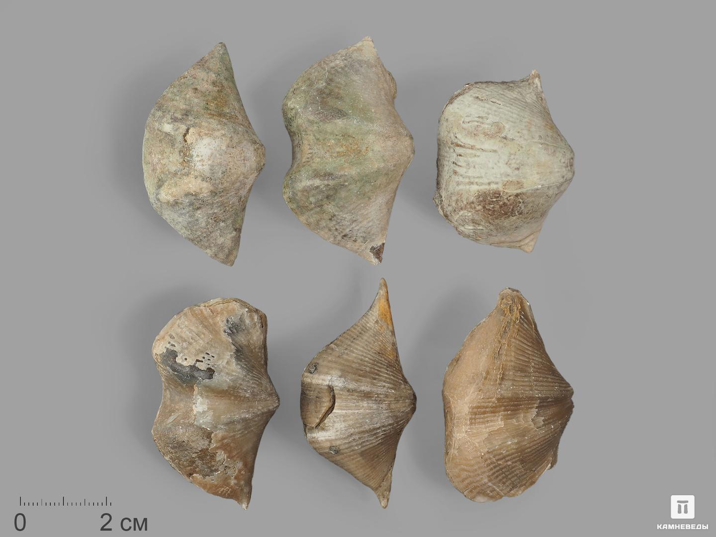 Брахиопода Cyrtospirifer rudkinensis, 5-7 см, 14693, фото 2