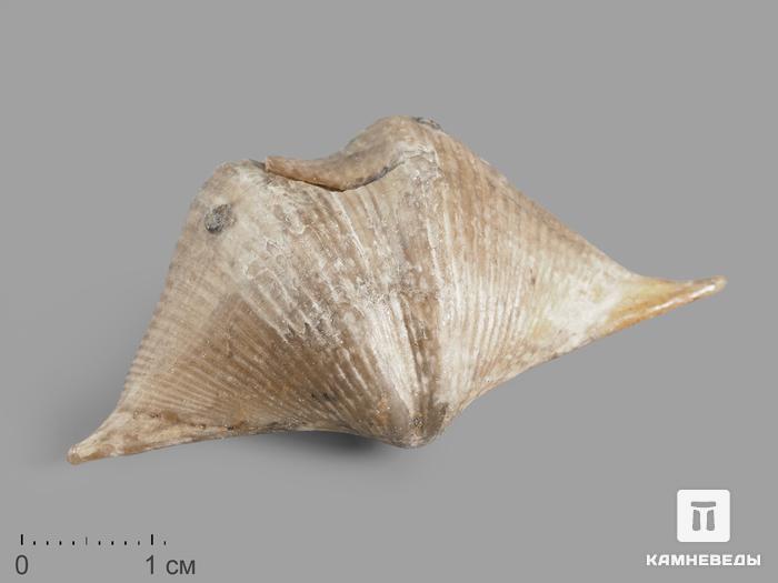 Брахиопода Cyrtospirifer rudkinensis, 5-7 см, 14693, фото 1