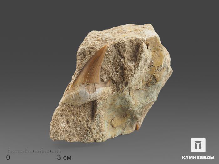 Зуб акулы Otodus obliquus в породе, 9х9х5 см, 14685, фото 1